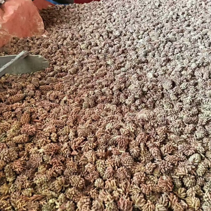云南大山里的松花粉