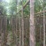 秋枫3-6分