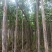 秋枫3-6分