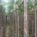 秋枫3-6分