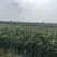 产地精品玉米直供需要的联系