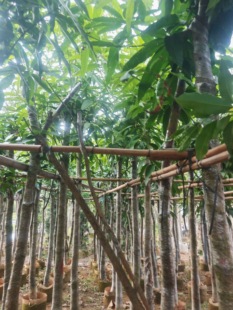 芒果树5-10分