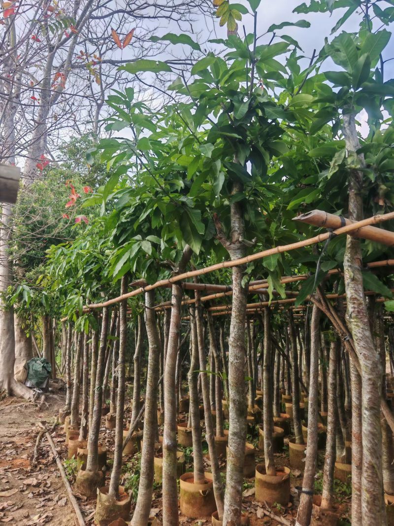 芒果树5-10分