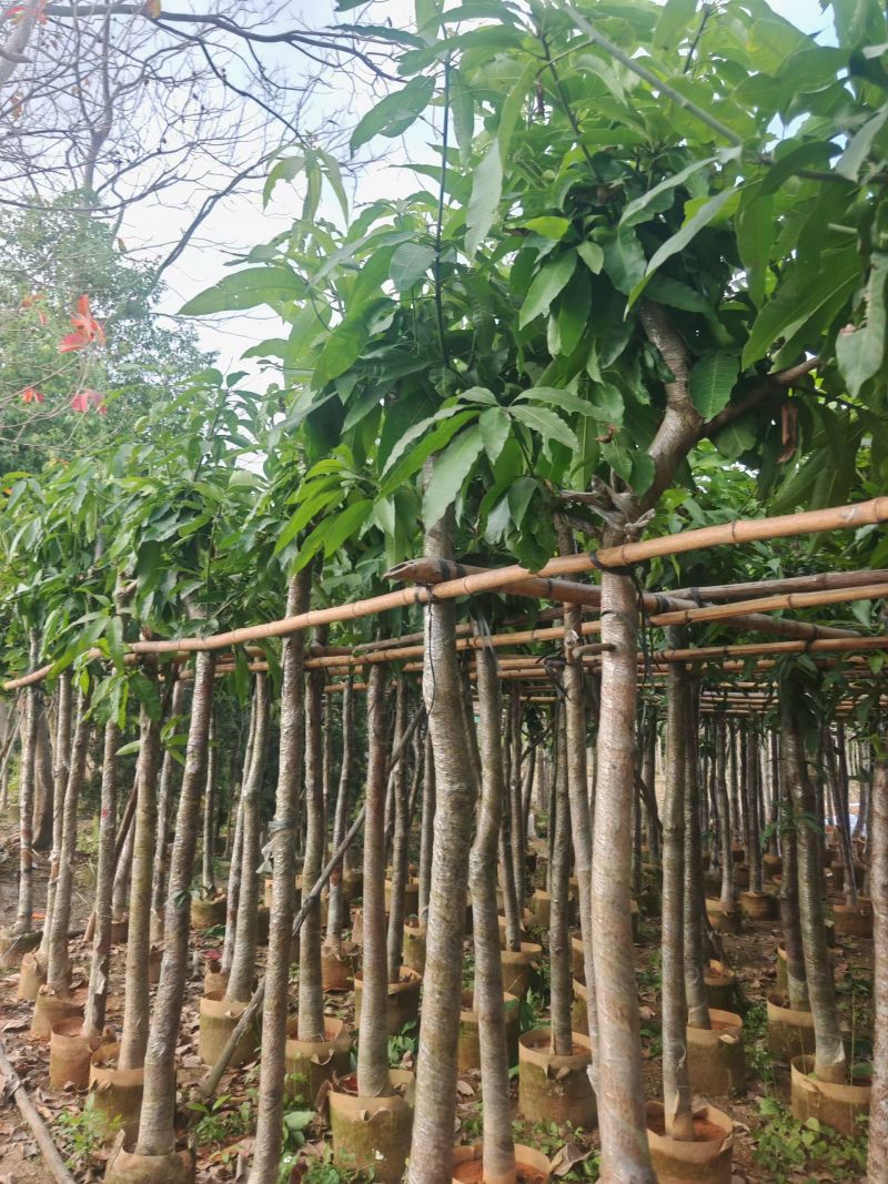 芒果树5-10分