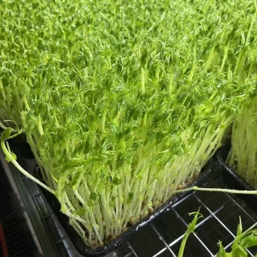 【新鲜豌豆苗】湖北产地直供质量保证口感鲜嫩欢迎订购