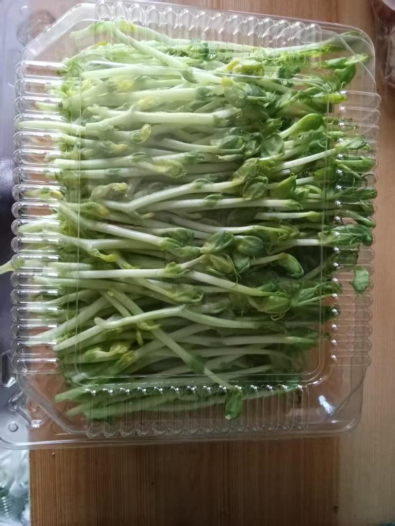 【新鲜豌豆苗】湖北产地直供质量保证口感鲜嫩欢迎订购