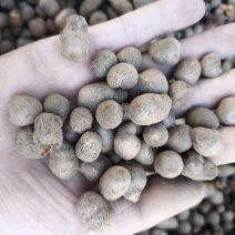 育苗铁棍山药豆无杂纯度99.9
