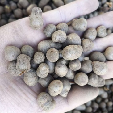 育苗铁棍山药豆无杂纯度99.9