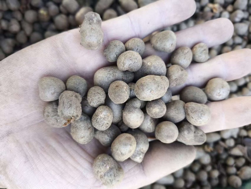 育苗铁棍山药豆无杂纯度99.9