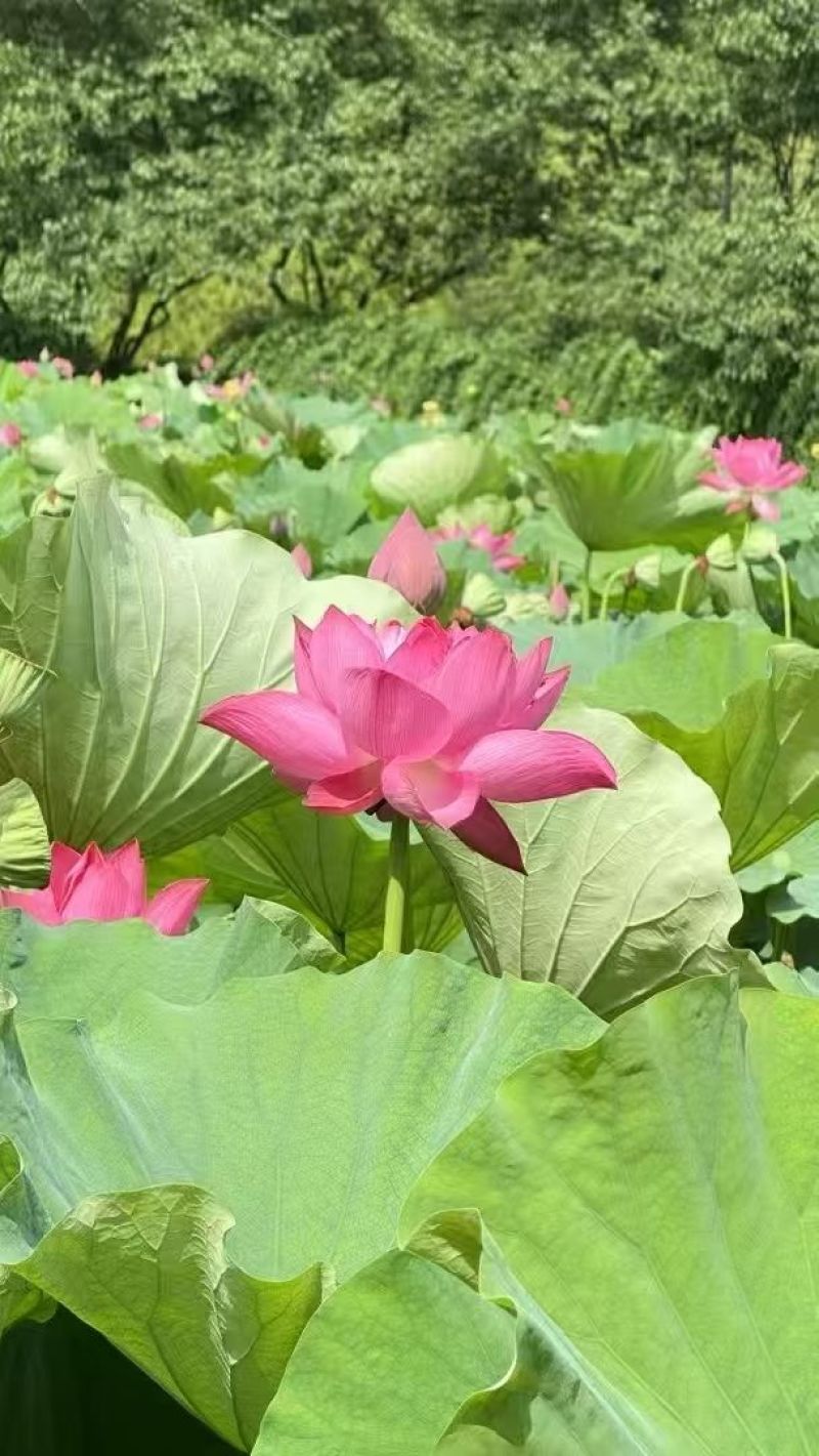 新鲜白莲子基地直供大量上市供货中，原产地供应全国各地价
