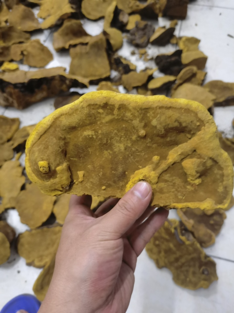 保正品桑树桑黄/假一赔万，一手货源直供全网！