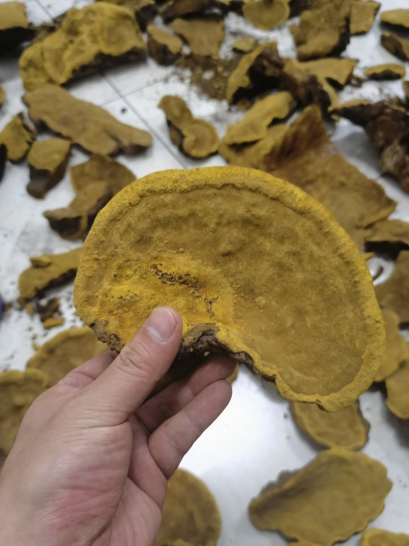 保正品桑树桑黄/假一赔万，一手货源直供全网！