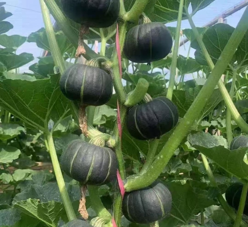 （贝贝南瓜）广东湛江贝贝南瓜/新货上市/保质保量供应