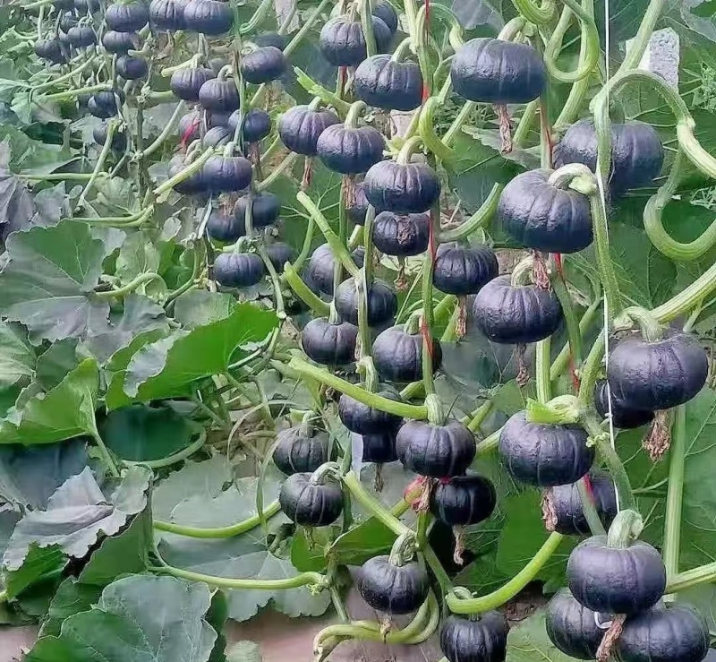 （贝贝南瓜）广东湛江贝贝南瓜/新货上市/保质保量供应