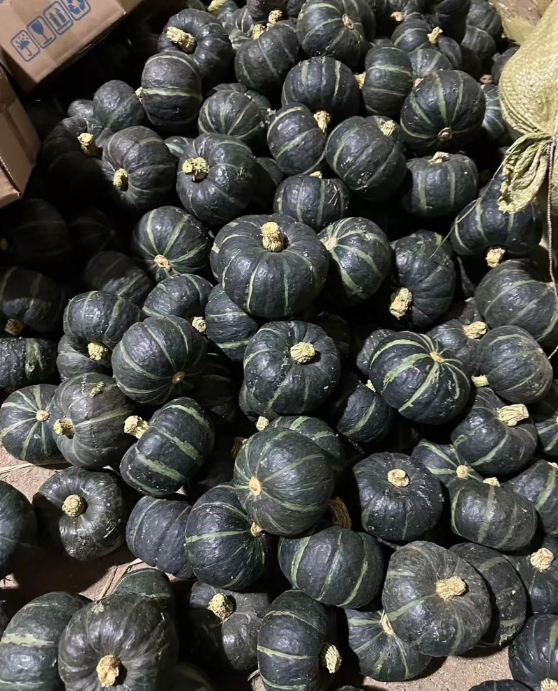 （贝贝南瓜）广东湛江贝贝南瓜/新货上市/保质保量供应