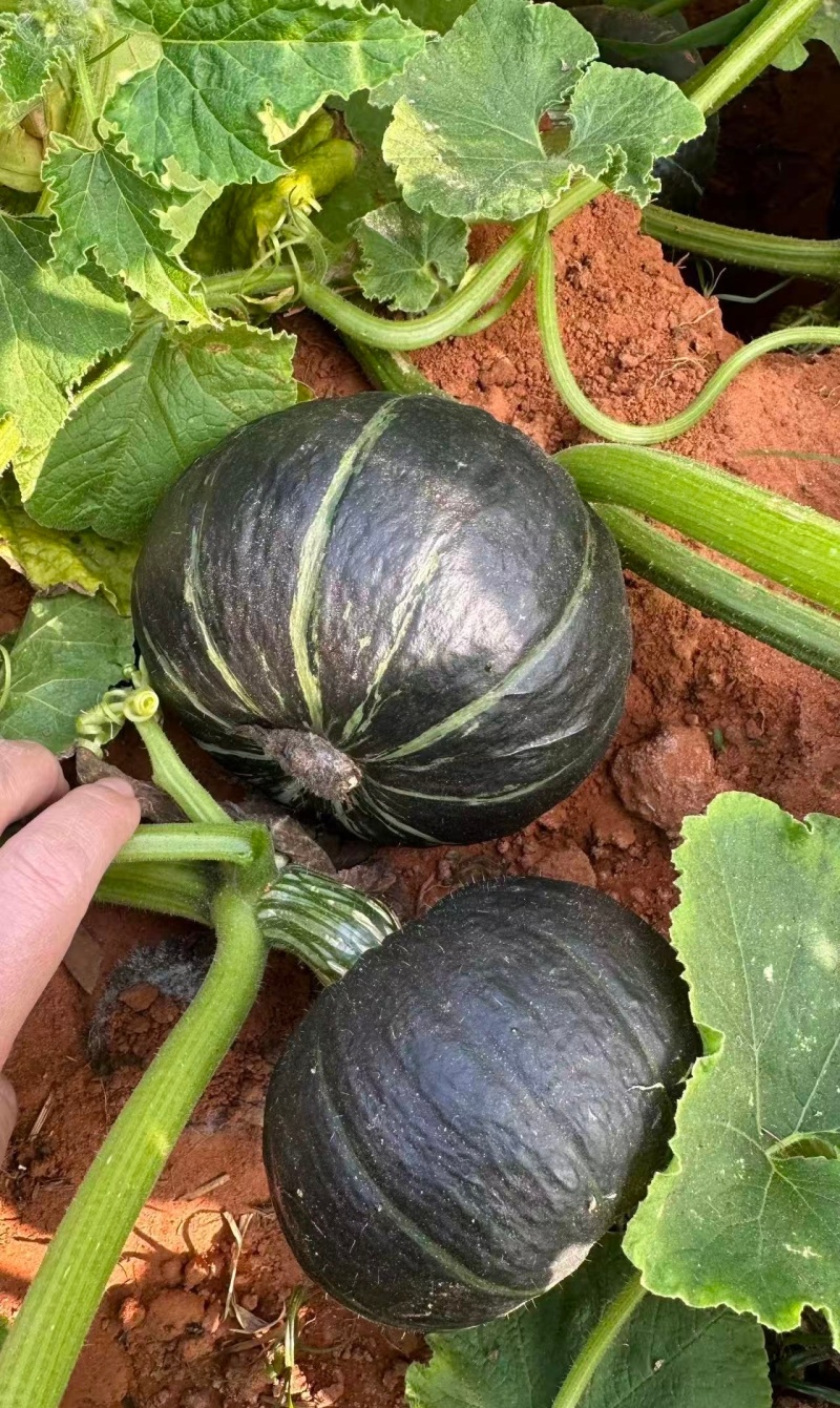 （贝贝南瓜）广东湛江贝贝南瓜/新货上市/保质保量供应