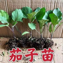 茄子苗大量供应，货源充足，基地只发成活率高
