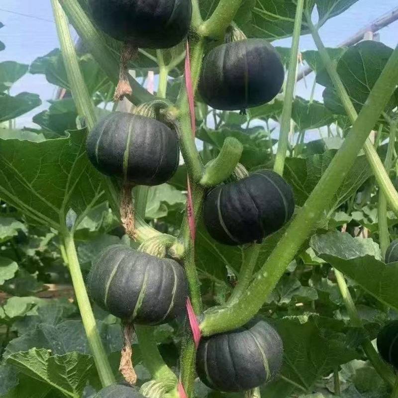 （贝贝南瓜）广东湛江贝贝南瓜/新货上市/保质保量供应
