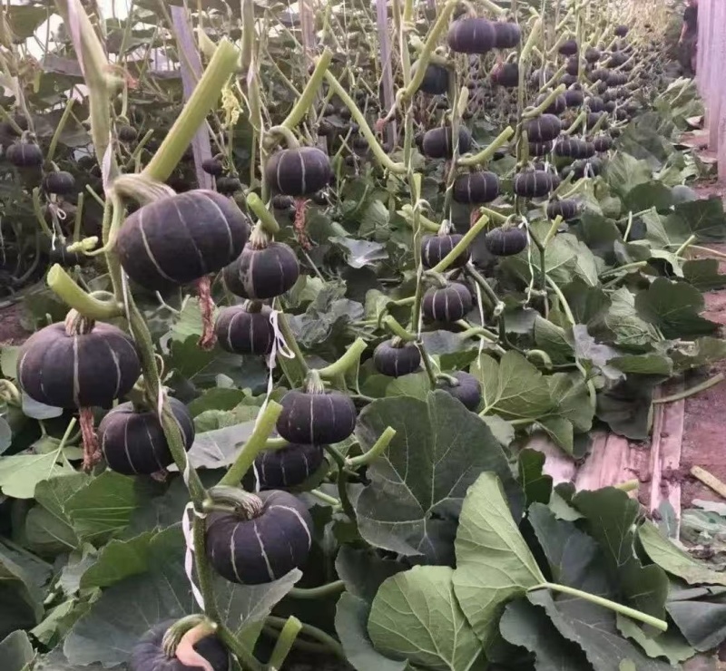 （贝贝南瓜）广东湛江贝贝南瓜/新货上市/保质保量供应