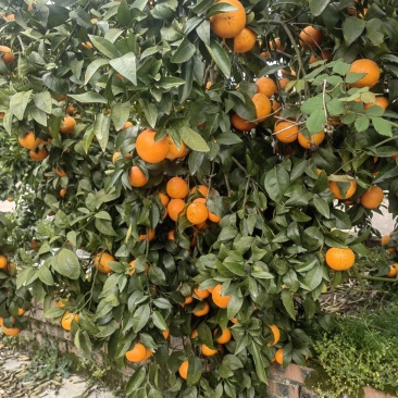重庆沃柑味甜好剥产地直发量大质优可视频看货欢迎咨询