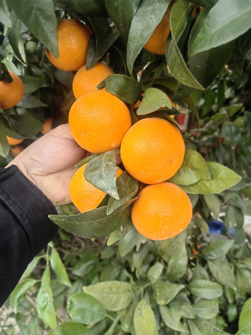 重庆沃柑味甜好剥产地直发量大质优可视频看货欢迎咨询