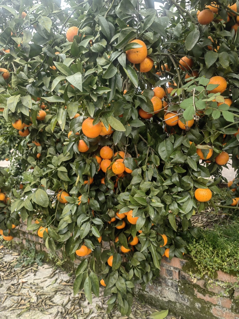 重庆沃柑味甜好剥产地直发量大质优可视频看货欢迎咨询