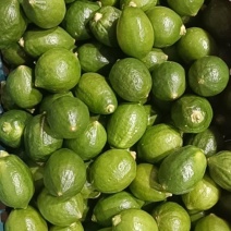 小青果70g以下，40g以上，含打膜
