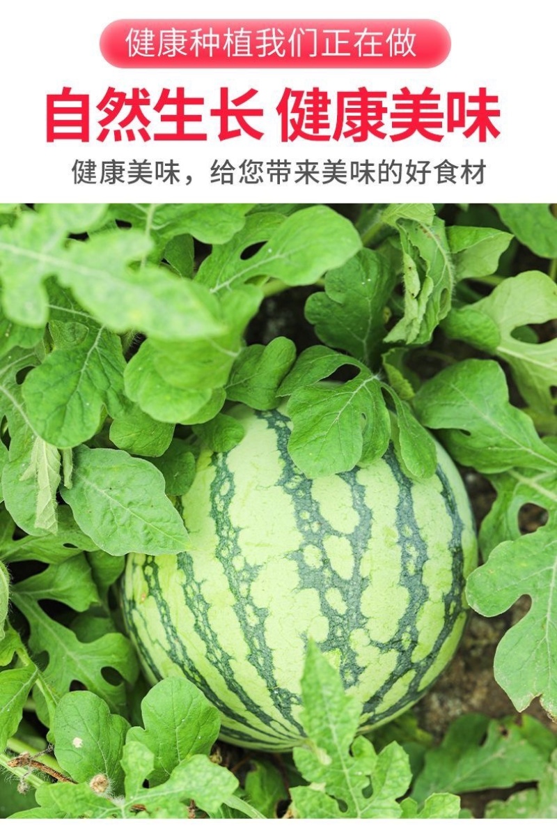云南麒麟西瓜新鲜采摘现摘现发承接电商一件代发包邮包售后