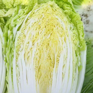 黄心大白菜大量上市欢迎新老客户前来收购
