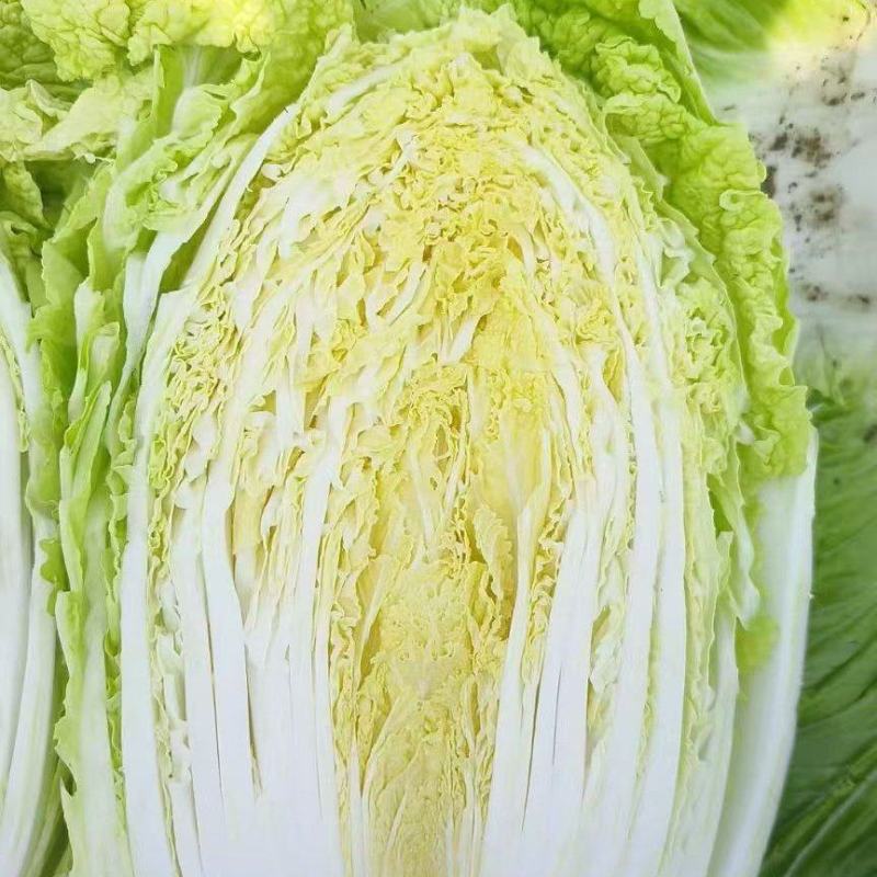 黄心大白菜大量上市欢迎新老客户前来收购
