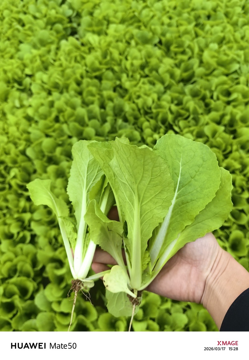 河南南阳小奶白菜，大奶白菜均有，优质货