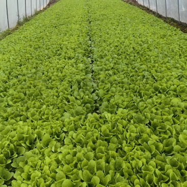 河南南阳小奶白菜，大奶白菜均有，优质货