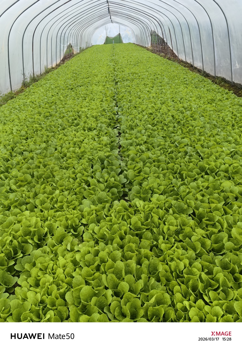 河南南阳小奶白菜，大奶白菜均有，优质货