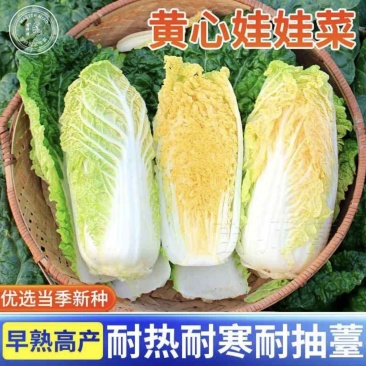 云南娃娃菜源头基地直供量大品优全国发货欢迎咨询了解