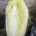 金皇后娃娃菜