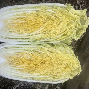 金皇后娃娃菜