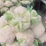 安徽本地花菜紧实雪白现砍现发产地直供欢迎联系
