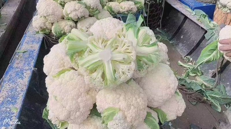 安徽本地花菜紧实雪白现砍现发产地直供欢迎联系