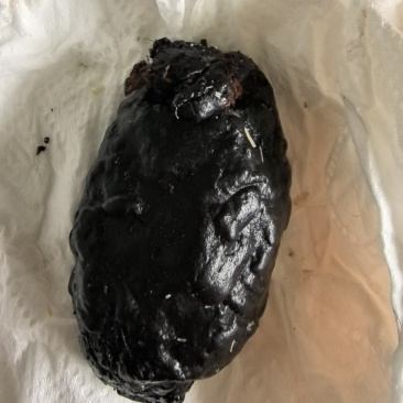 14克羊黄