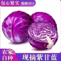 云南高山紫甘蓝包菜