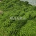 【推荐】芜湖四季豆大量上市,市场电商平台客户可以联系我