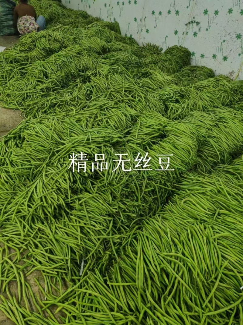 【推荐】芜湖四季豆大量上市，市场电商平台客户可以联系我