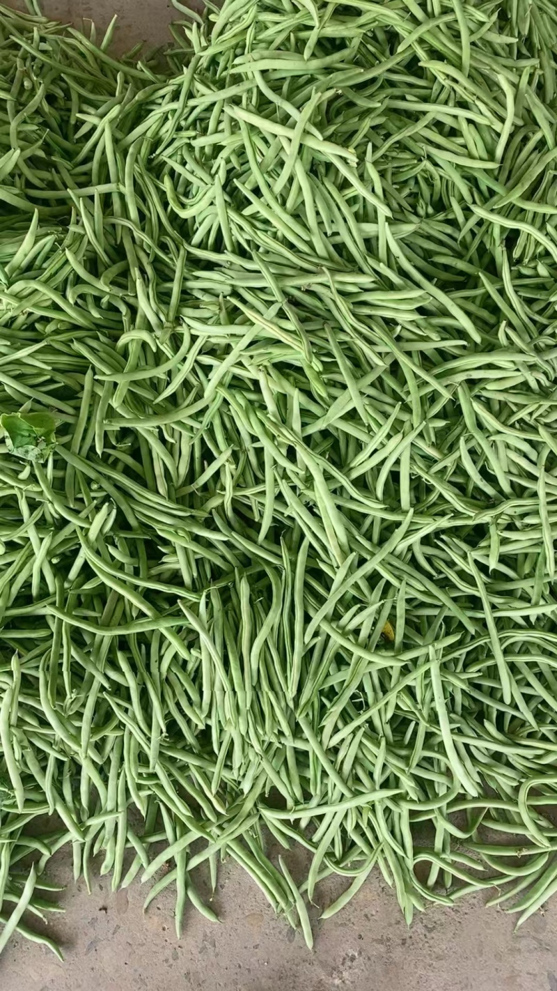 【推荐】芜湖四季豆大量上市，市场电商平台客户可以联系我