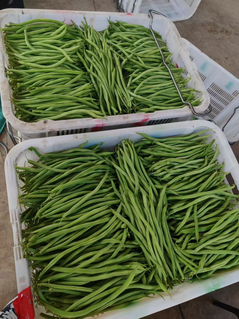 【推荐】芜湖四季豆大量上市，市场电商平台客户可以联系我