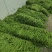 【推荐】芜湖四季豆大量上市,市场电商平台客户可以联系我