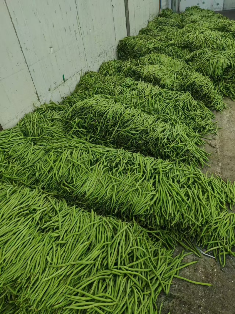 【推荐】芜湖四季豆大量上市，市场电商平台客户可以联系我