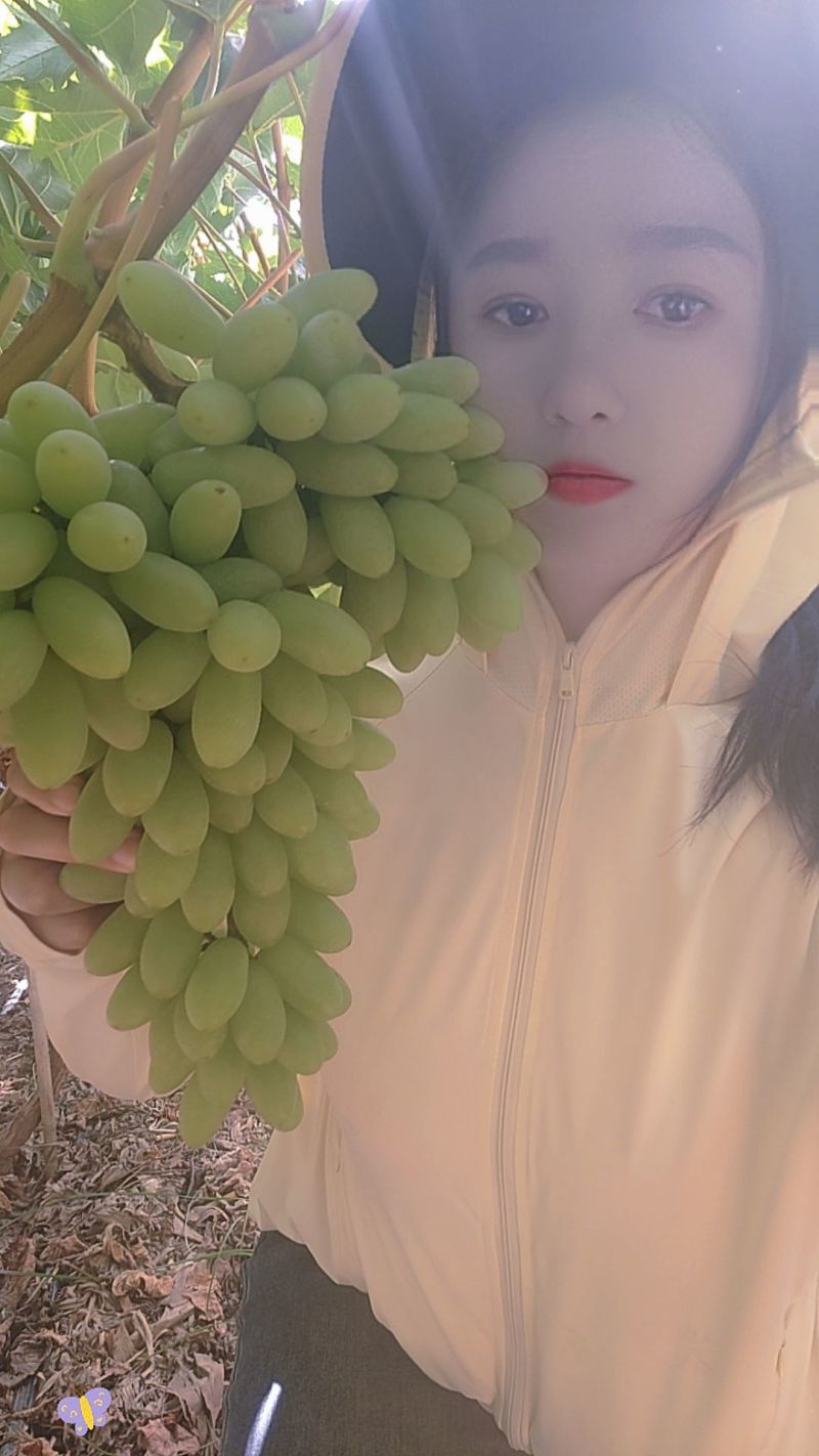 云南元谋青提葡萄