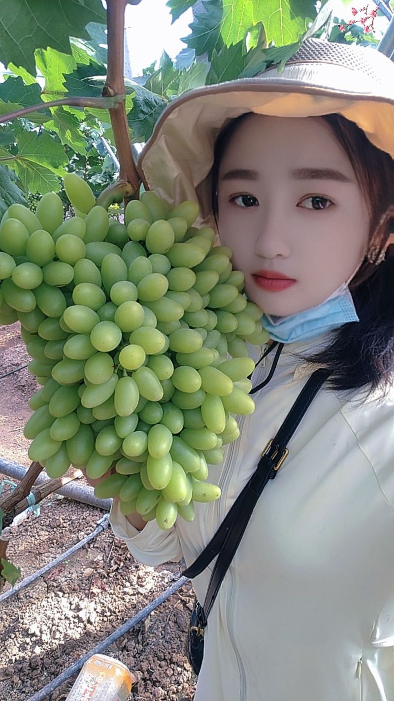 云南元谋青提葡萄