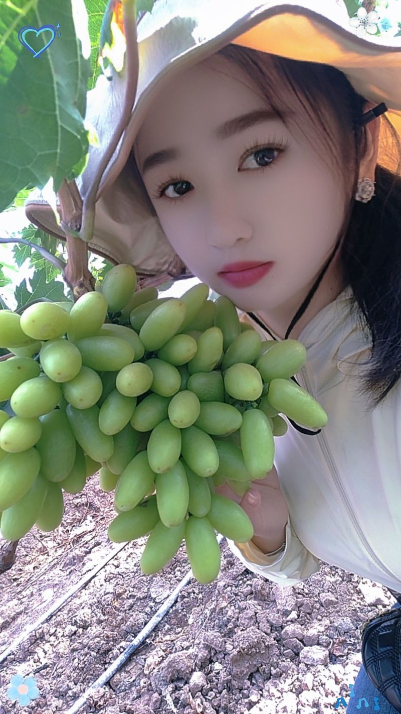 云南元谋青提葡萄