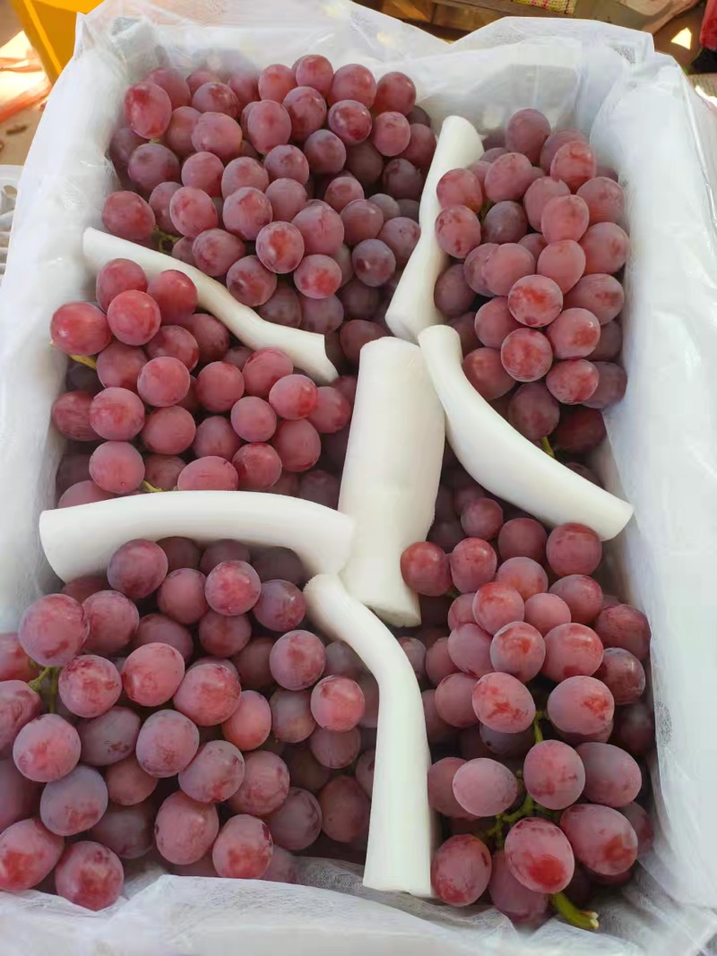 云南元谋青提葡萄